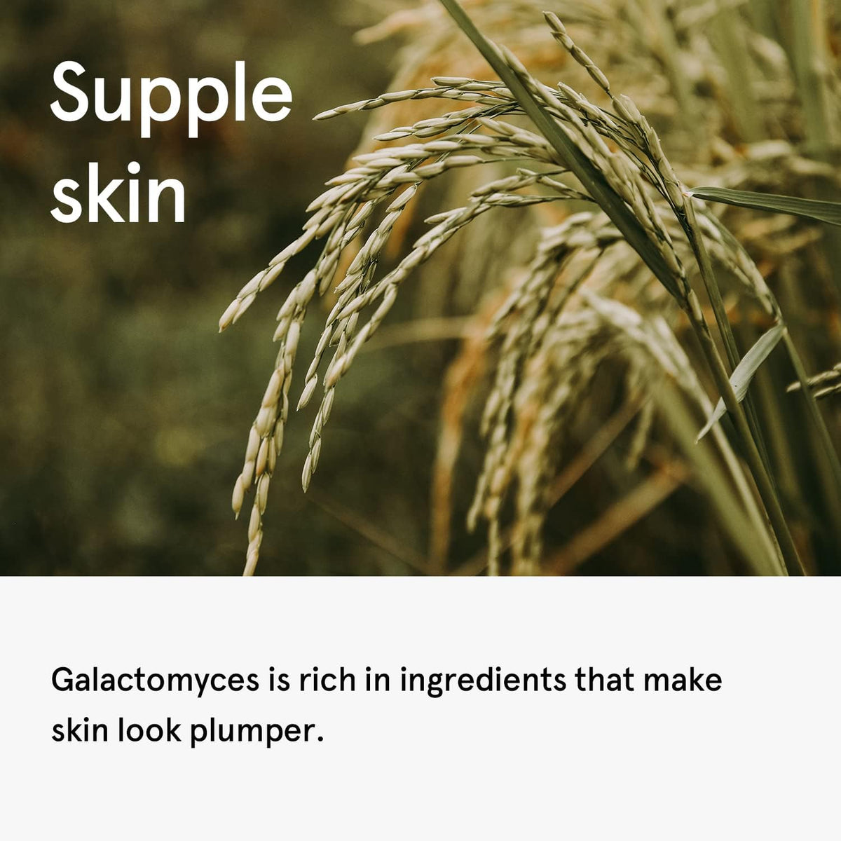 [PRE ORDER] ONE THING - Galactomyces Ferment Filtrate 150ml